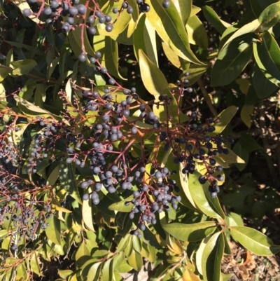 Ligustrum lucidum (Large-leaved Privet) at Kambah, ACT - 30 Jun 2023 by rainer