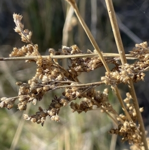 Juncus sarophorus at Bungendore, NSW - 12 Jul 2023 10:35 AM