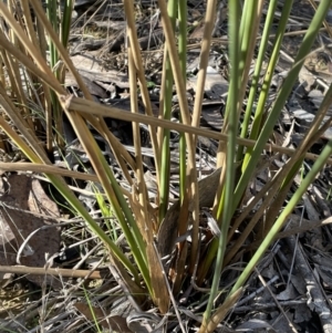 Juncus sarophorus at Bungendore, NSW - 12 Jul 2023