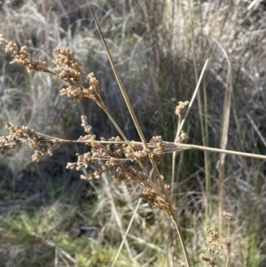 Juncus sarophorus at Bungendore, NSW - 12 Jul 2023 10:35 AM