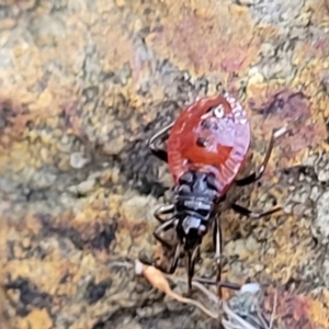 Dindymus versicolor at Crace, ACT - 13 Jul 2023 03:08 PM