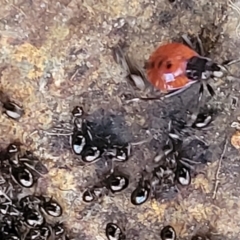 Dindymus versicolor at Crace, ACT - 13 Jul 2023 03:08 PM