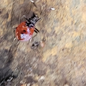 Dindymus versicolor at Crace, ACT - 13 Jul 2023 03:08 PM