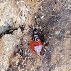 Dindymus versicolor at Crace, ACT - 13 Jul 2023