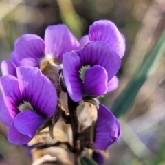 Hovea heterophylla (Common Hovea) at Crace, ACT - 13 Jul 2023 by trevorpreston