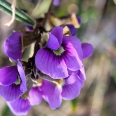 Hovea heterophylla at Crace, ACT - 13 Jul 2023 03:06 PM