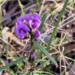 Hovea heterophylla at Crace, ACT - 13 Jul 2023 03:06 PM