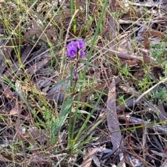 Hovea heterophylla at Crace, ACT - 13 Jul 2023 03:06 PM