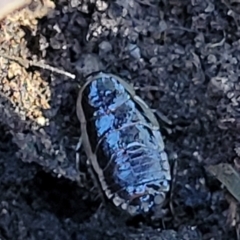 Melanozosteria dookiensis (Dookie woodland cockroach) at Crace, ACT - 13 Jul 2023 by trevorpreston