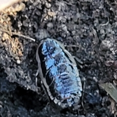 Melanozosteria dookiensis at Crace, ACT - 13 Jul 2023