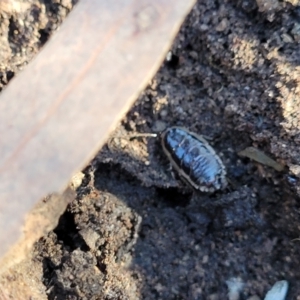 Melanozosteria dookiensis at Crace, ACT - 13 Jul 2023