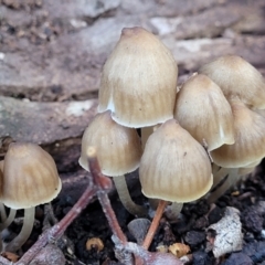 Mycena sp. ‘grey or grey-brown caps’ at Crace, ACT - 13 Jul 2023 by trevorpreston