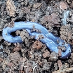 Caenoplana coerulea (Blue Planarian, Blue Garden Flatworm) at Crace, ACT - 13 Jul 2023 by trevorpreston