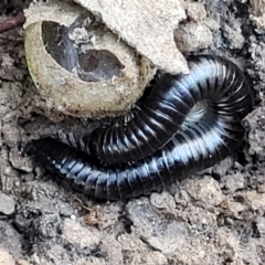 Ommatoiulus moreleti (Portuguese Millipede) at Crace, ACT - 13 Jul 2023 by trevorpreston