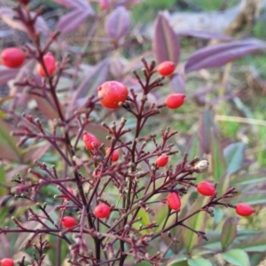 Nandina domestica at Crace, ACT - 13 Jul 2023 02:47 PM