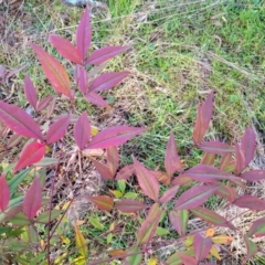 Nandina domestica at Crace, ACT - 13 Jul 2023 02:47 PM