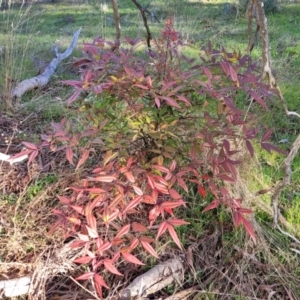 Nandina domestica at Crace, ACT - 13 Jul 2023 02:47 PM