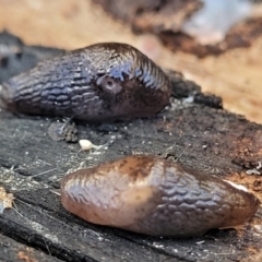 Deroceras sp. (genus) at Crace, ACT - 13 Jul 2023