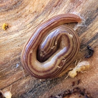 Fletchamia quinquelineata (Five-striped flatworm) at Crace, ACT - 13 Jul 2023 by trevorpreston