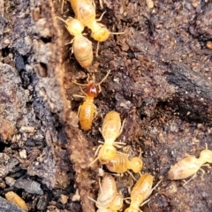Nasutitermes (genus) (Snouted termite, Gluegun termite) at Crace, ACT - 13 Jul 2023 by trevorpreston