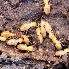 Nasutitermes sp. (genus) at Crace, ACT - suppressed