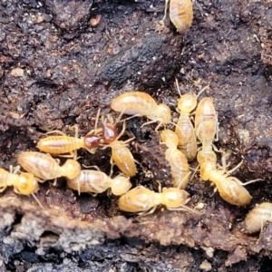 Nasutitermes sp. (genus) at Crace, ACT - suppressed