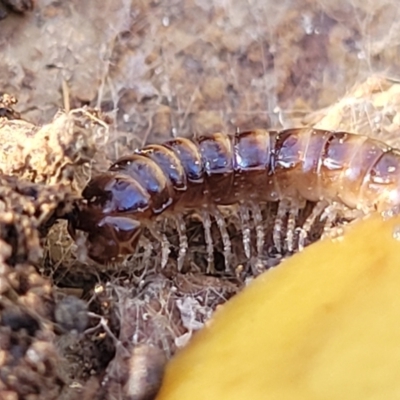 Paradoxosomatidae sp. (family) (Millipede) at Crace, ACT - 13 Jul 2023 by trevorpreston