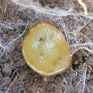 Aleurina asperula at Gungaderra Grasslands - 13 Jul 2023