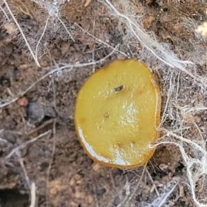 Aleurina asperula at Gungaderra Grasslands - 13 Jul 2023