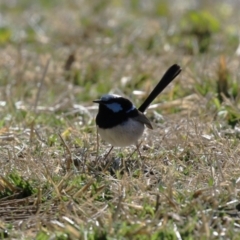 Malurus cyaneus at Isabella Plains, ACT - 13 Jul 2023