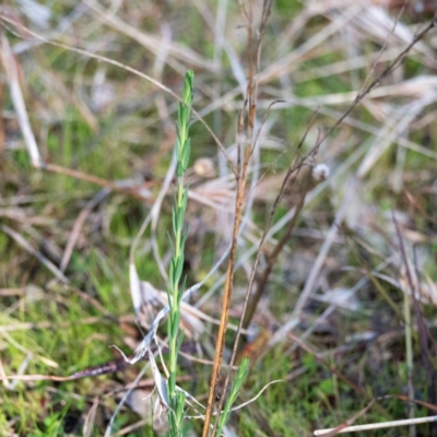 Linum marginale (Native Flax) at Higgins, ACT - 13 Jul 2023 by Untidy