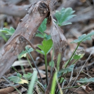 Ranunculus lappaceus at Higgins, ACT - 13 Jul 2023