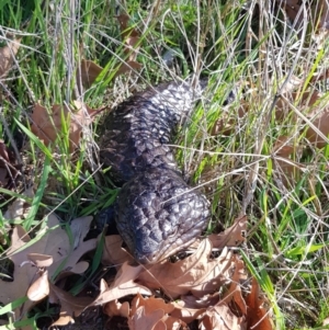 Tiliqua rugosa at Lake George, NSW - 13 Jul 2023