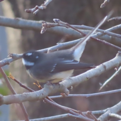 Rhipidura albiscapa (Grey Fantail) at Braidwood, NSW - 7 Jul 2023 by MatthewFrawley