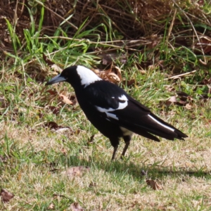 Gymnorhina tibicen at Braidwood, NSW - 9 Jul 2023 10:29 AM