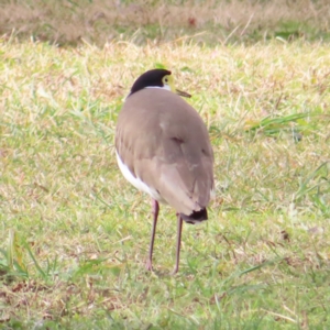 Vanellus miles at Braidwood, NSW - 9 Jul 2023