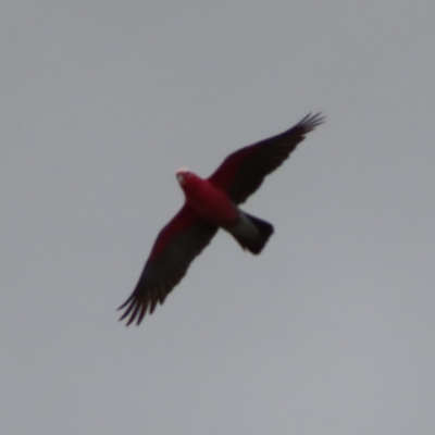 Eolophus roseicapilla (Galah) at Braidwood, NSW - 9 Jul 2023 by MatthewFrawley