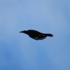 Strepera graculina (Pied Currawong) at Braidwood, NSW - 9 Jul 2023 by MatthewFrawley