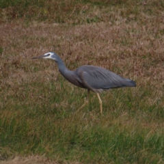 Egretta novaehollandiae (White-faced Heron) at Braidwood, NSW - 9 Jul 2023 by MatthewFrawley