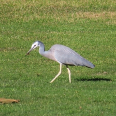 Egretta novaehollandiae (White-faced Heron) at Braidwood, NSW - 12 Jul 2023 by MatthewFrawley