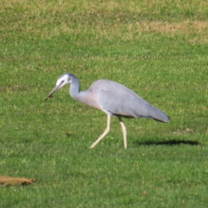 Egretta novaehollandiae at Braidwood, NSW - 12 Jul 2023 01:59 PM