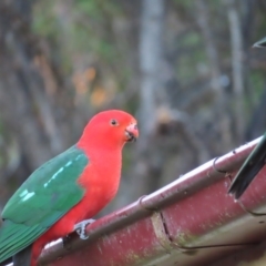 Alisterus scapularis (Australian King-Parrot) at Braidwood, NSW - 12 Jul 2023 by MatthewFrawley