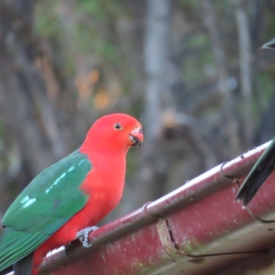 Alisterus scapularis (Australian King-Parrot) at Braidwood, NSW - 12 Jul 2023 by MatthewFrawley