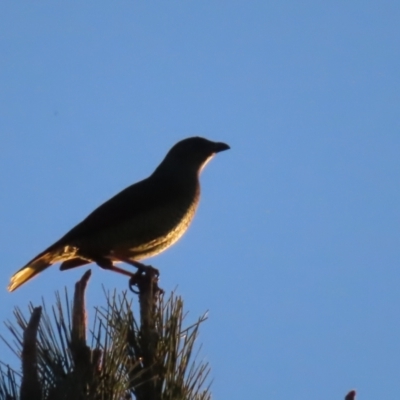 Ptilonorhynchus violaceus (Satin Bowerbird) at Braidwood, NSW - 12 Jul 2023 by MatthewFrawley