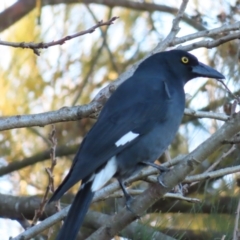 Strepera graculina (Pied Currawong) at Braidwood, NSW - 12 Jul 2023 by MatthewFrawley