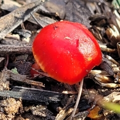 Hygrocybe sp. ‘red’ (A Waxcap) at O'Connor, ACT - 14 Jul 2023 by trevorpreston