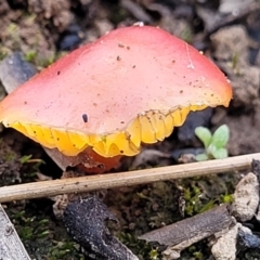 Hygrocybe sp. ‘red’ at O'Connor, ACT - 14 Jul 2023