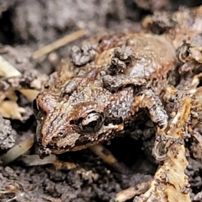 Unidentified Frog at O'Connor, ACT - 14 Jul 2023 by trevorpreston