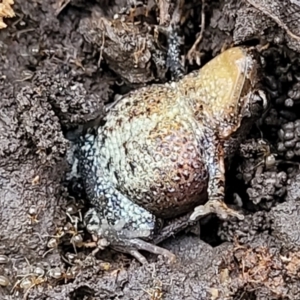 Crinia signifera at O'Connor, ACT - 14 Jul 2023 10:56 AM