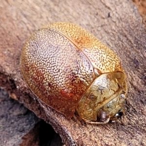 Paropsis atomaria at O'Connor, ACT - 14 Jul 2023